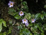 <i>Primula longistamina </i>