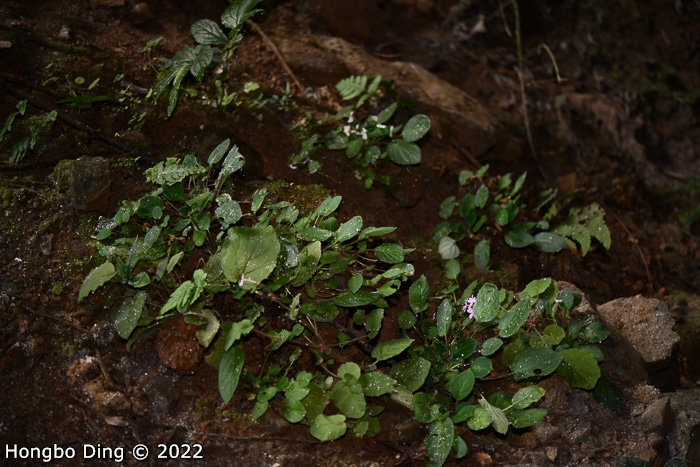 <i>Primula longistyla </i>
