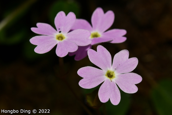 <i>Primula longistyla </i>