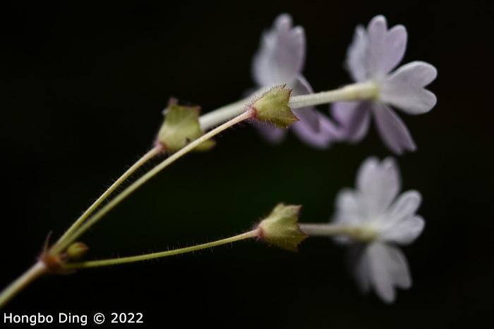 <i>Primula longistyla </i>