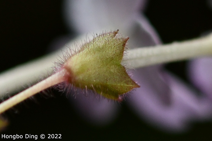 <i>Primula longistyla </i>