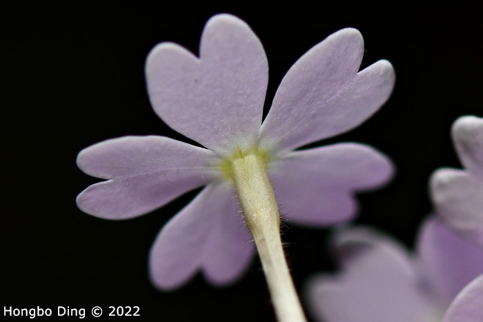 <i>Primula longistyla </i>