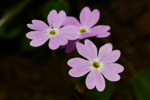 <i>Primula longistyla </i>