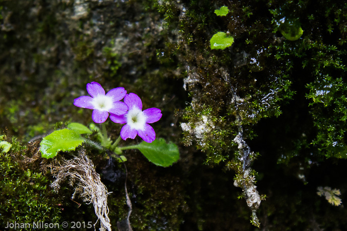 <i>Primula ludlowii </i>