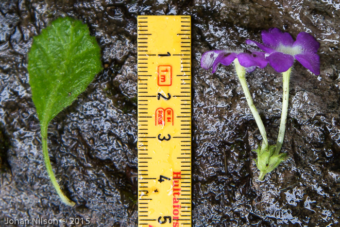 <i>Primula ludlowii </i>