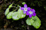 <i>Primula ludlowii </i>