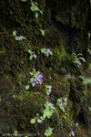 <i>Primula ludlowii </i>