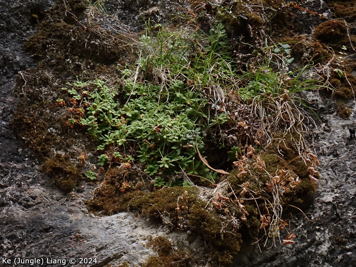 <i>Primula luquanensis </i>