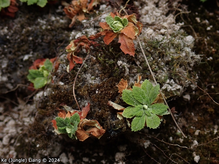 <i>Primula luquanensis </i>