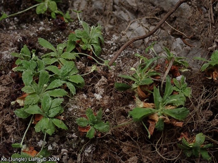 <i>Primula luquanensis </i>