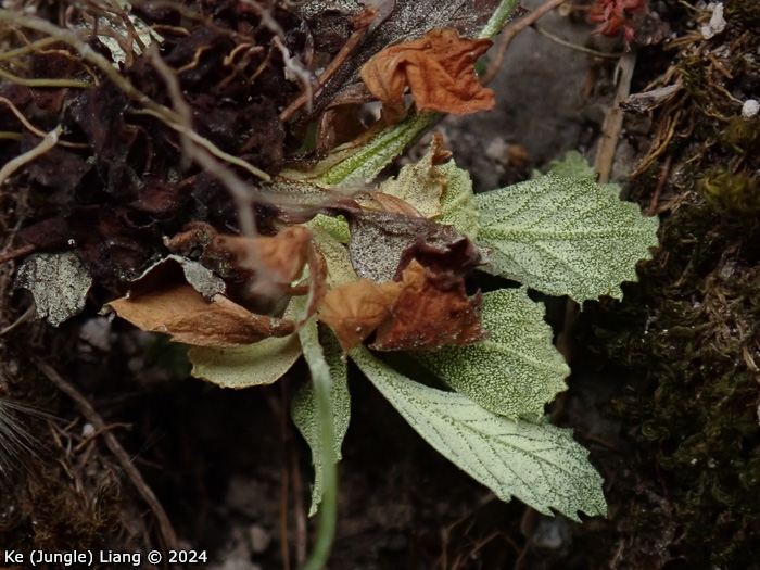 <i>Primula luquanensis </i>