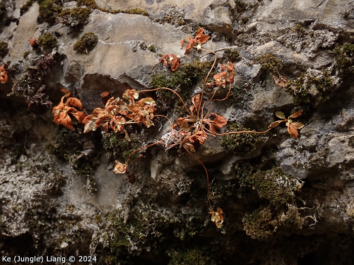 <i>Primula luquanensis </i>