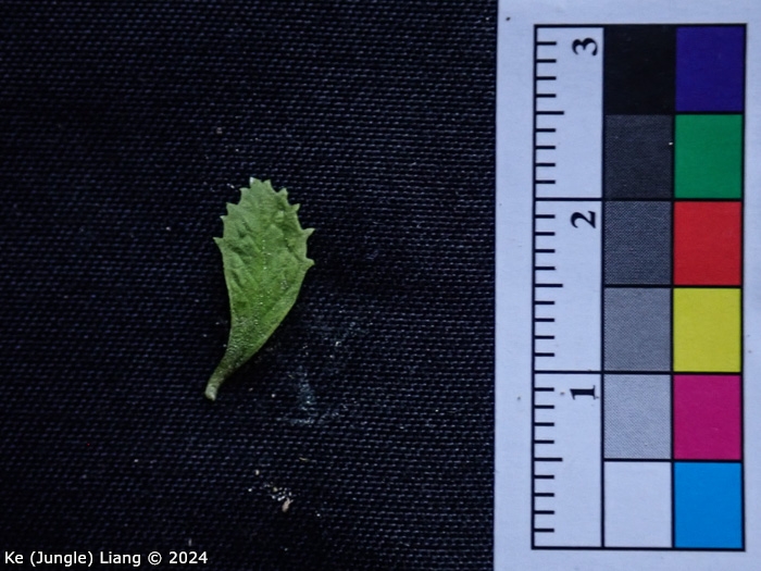 <i>Primula luquanensis </i>