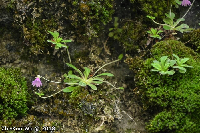 <i>Primula luquanensis </i>