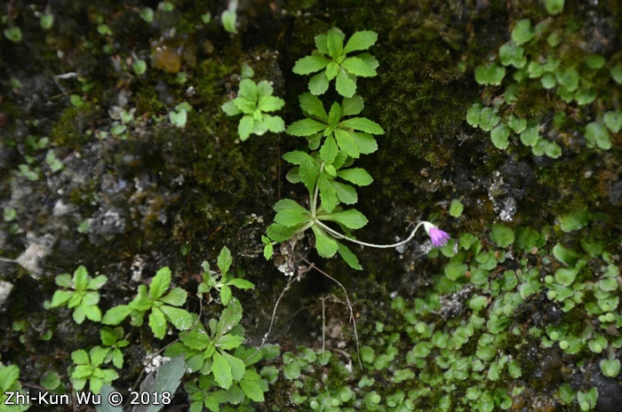<i>Primula luquanensis </i>