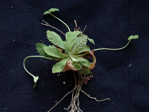 <i>Primula luquanensis </i>