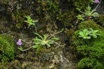 <i>Primula luquanensis </i>