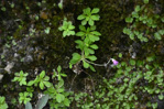 <i>Primula luquanensis </i>