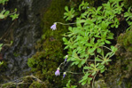 <i>Primula luquanensis </i>