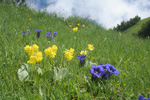 <i>Primula lutea </i>