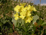<i>Primula lutea </i>