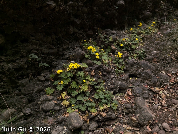 <i>Primula maershanensis </i>