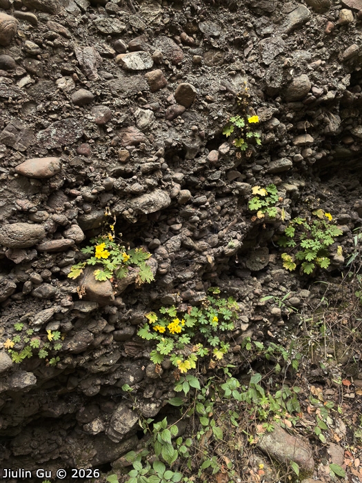 <i>Primula maershanensis </i>