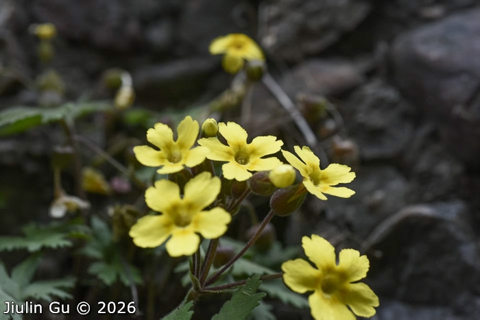 <i>Primula maershanensis </i>