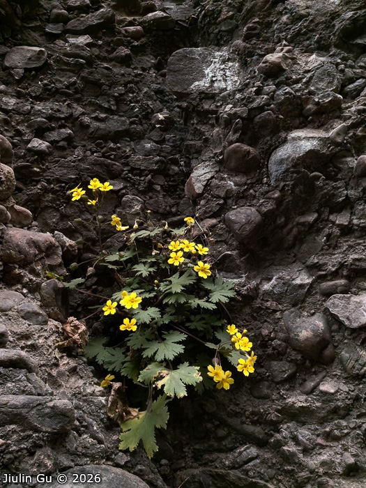 <i>Primula maershanensis </i>