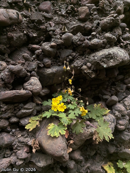<i>Primula maershanensis </i>