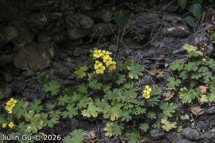 <i>Primula maershanensis </i>