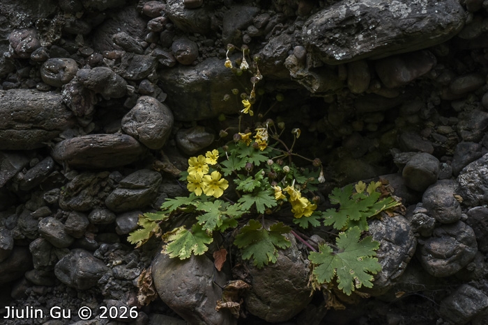 <i>Primula maershanensis </i>