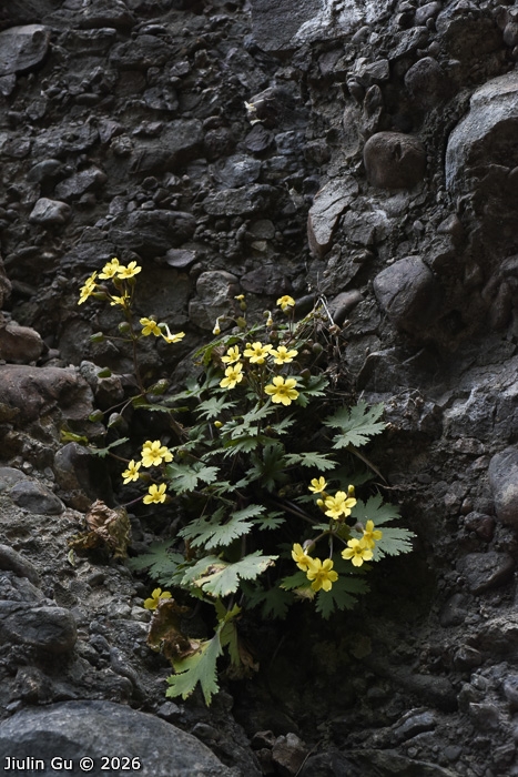 <i>Primula maershanensis </i>