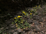<i>Primula maershanensis </i>