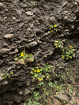 <i>Primula maershanensis </i>