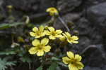 <i>Primula maershanensis </i>
