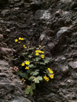 <i>Primula maershanensis </i>