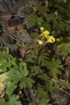 <i>Primula maershanensis </i>