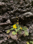 <i>Primula maershanensis </i>