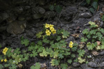 <i>Primula maershanensis </i>