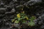 <i>Primula maershanensis </i>