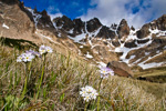 <i>Primula magellanica </i>