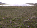 <i>Primula magellanica </i>