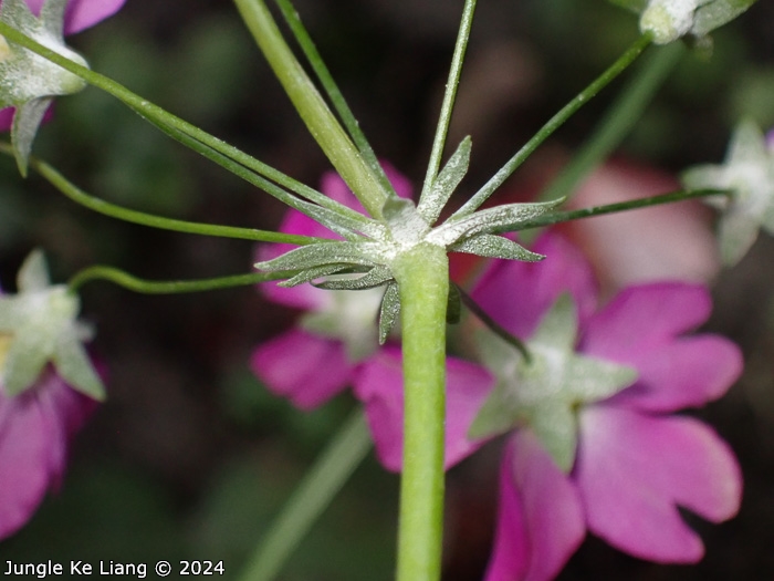 <i>Primula malacoides </i>
