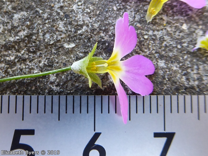 <i>Primula malacoides </i>