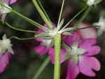 <i>Primula malacoides </i>