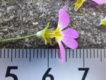 <i>Primula malacoides </i>
