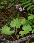 <i>Primula matthioli subsp. discolor </i>