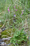 <i>Primula matthioli subsp. turkestanica </i>