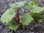 <i>Primula matthioli subsp. brotheri </i>